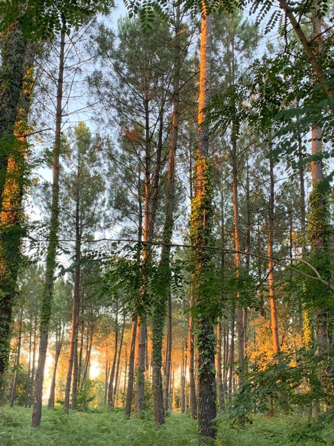 L Estanguet Maison Octogonale En Foret Rion-Des-Landes Exteriör bild